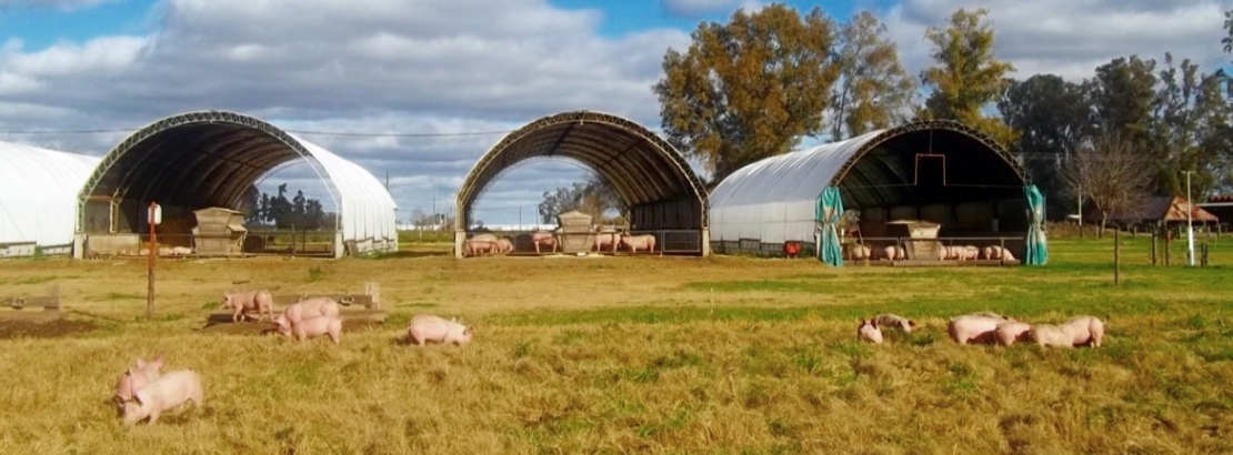 La provincia firmó un convenio con la UNER para fortalecer la actividad porcina