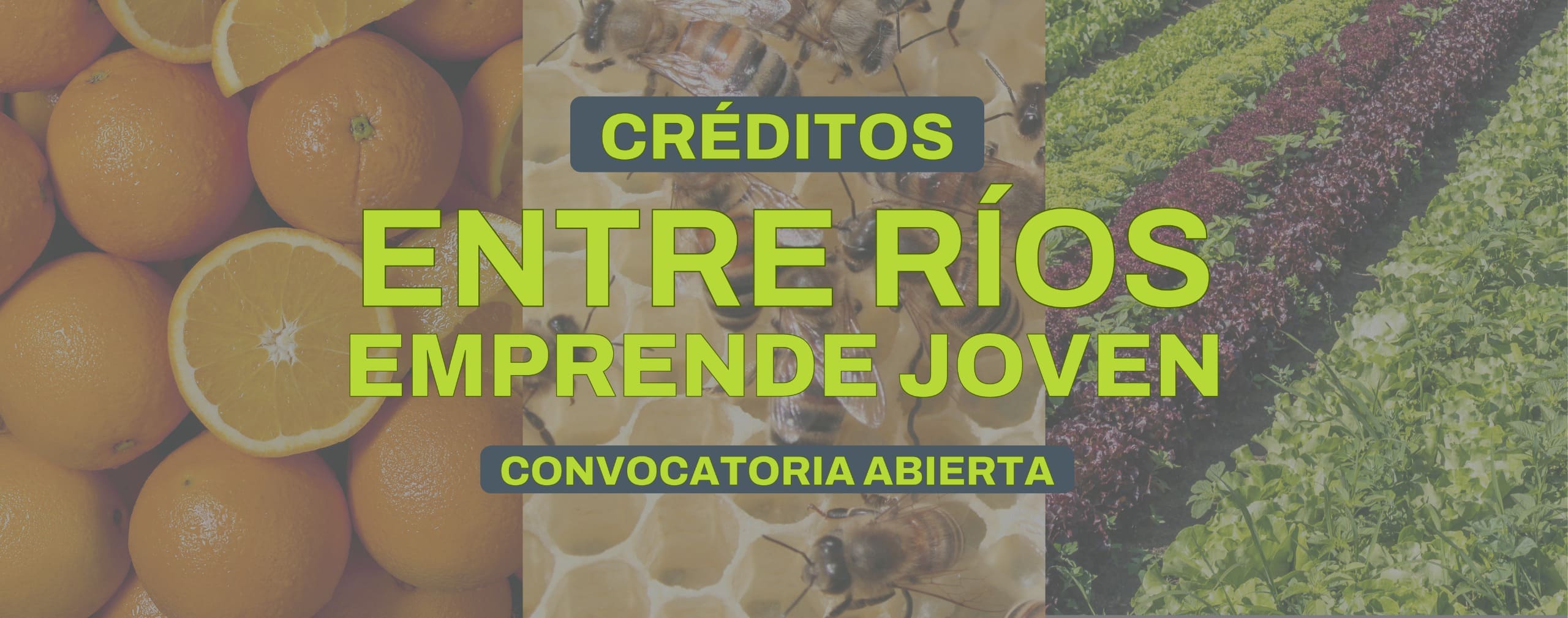 Convocatoria 2026